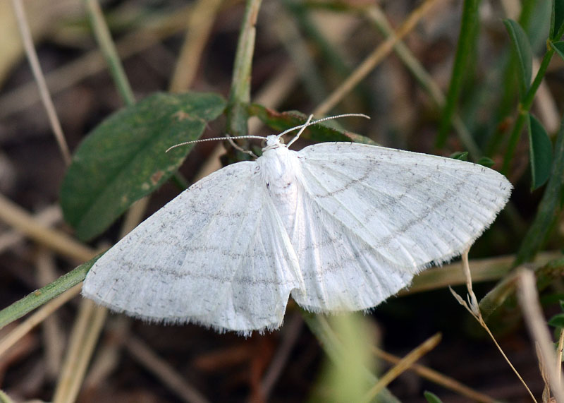 Geometridae da identificare